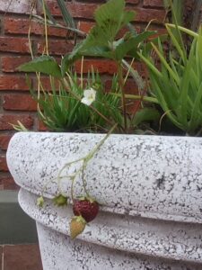 Copia de 29654_102383696476707_2372977_n