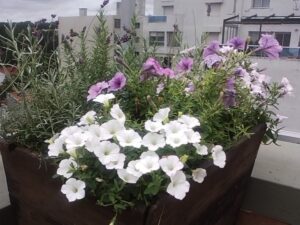 Copia de 29654_102383776476699_3278757_n